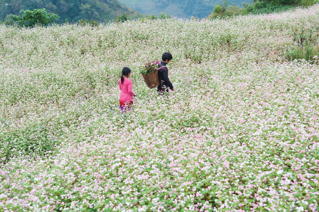 A SPECIAL FLOWER IN THE NORTH HIGHLAND VIETNAM